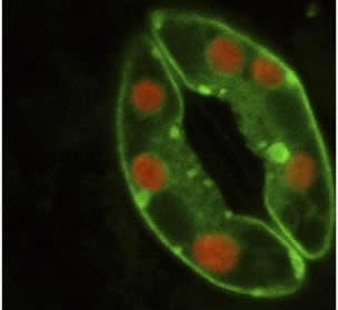 Confocal microscopy image of an Arabidopsis thaliana stoma